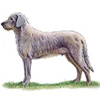 (image for) Slovakian Rough Haired Pointer