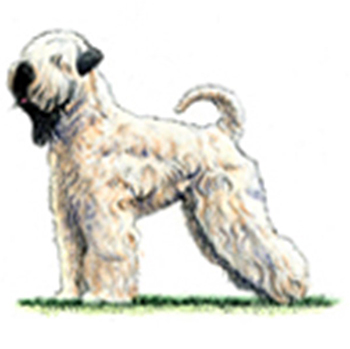 (image for) Soft Coated Wheaten Terrier