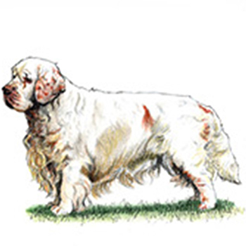 (image for) Spaniel - Clumber