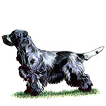 (image for) Spaniel - Cocker