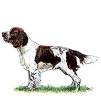 (image for) Spaniel - English Springer (Liver?White)