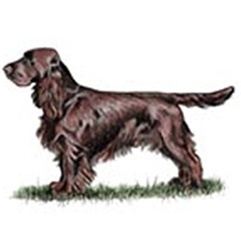 (image for) Spaniel - Field