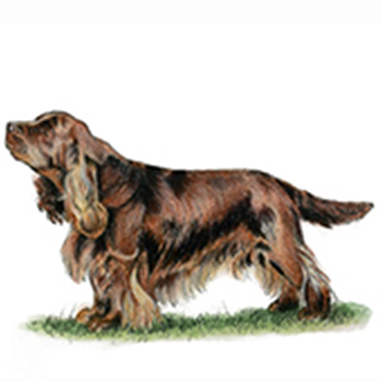 (image for) Spaniel - Sussex