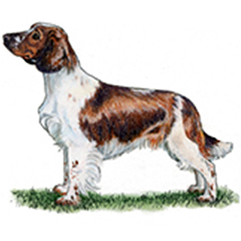 (image for) Spaniel - Welsh Springer