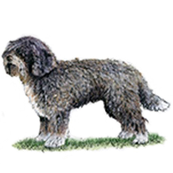 (image for) Spanish Water Dog