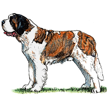 (image for) St Bernard