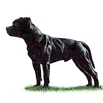 (image for) Staffordshire Bull Terrier