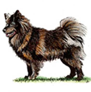 (image for) Swedish Lapphund