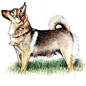 (image for) Swedish Vallhund