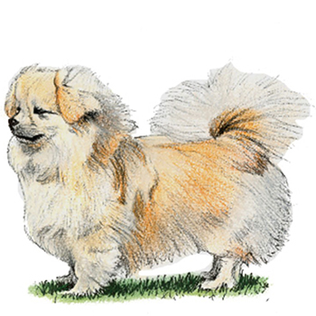 (image for) Tibetan Spaniel