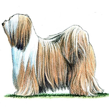 (image for) Tibetan Terrier