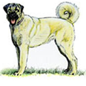 (image for) Turkish Kangal Dog