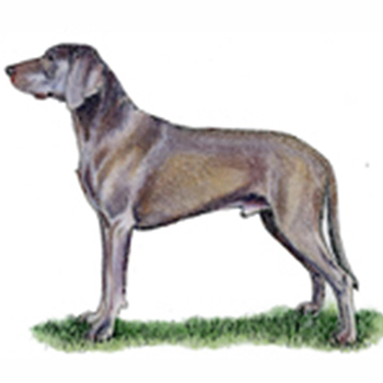 (image for) Weimaraner