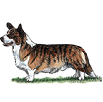 (image for) Welsh Corgi - Cardigan