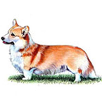 (image for) Welsh Corgi - Pembroke