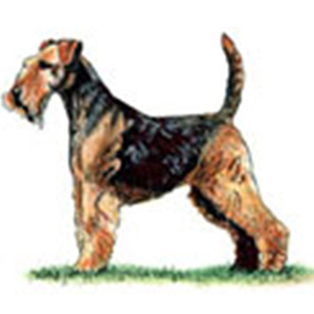 (image for) Welsh Terrier