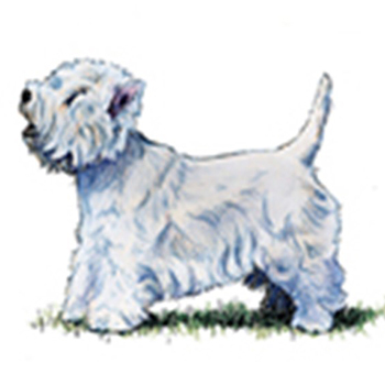 (image for) West Highland White Terrier