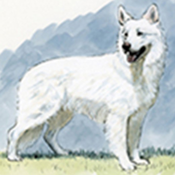 (image for) White Swiss Shepherd Dog