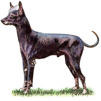 (image for) Xoloitzcuintle (Mex Hairless) Int