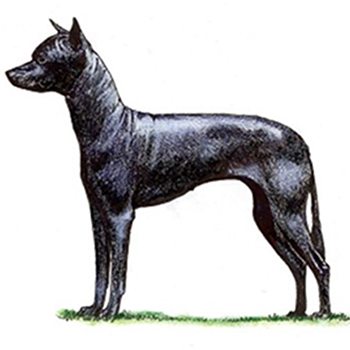 (image for) Xoloitzcuintle (Mex Hairless) Min