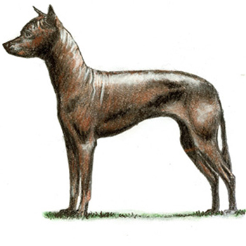 (image for) Xoloitzcuintle (Mex Hairless) Std