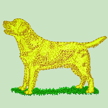 (image for) Labrador - Yellow/Golden (WD130Y)