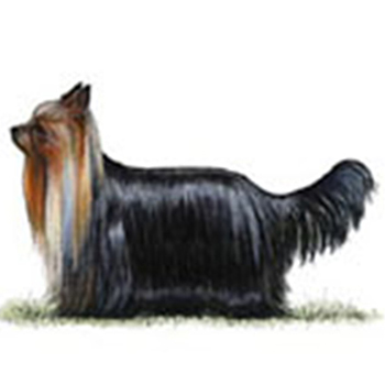 (image for) Yorkshire Terrier